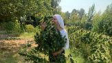 Le suore che coltivano cannabis: per cosa lo fanno