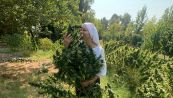 Le suore che coltivano cannabis: per cosa lo fanno