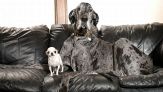 Incontro da record tra il cane più grande e il più piccolo del mondo