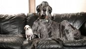 Incontro da record tra il cane più grande e il più piccolo del mondo