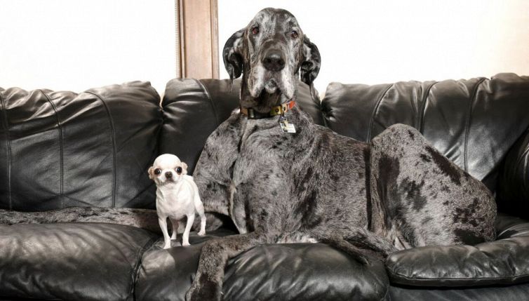 Incontro da record tra il cane più grande e il più piccolo del mondo