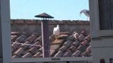 Papa Leone XIV, il cucciolo di gabbiano: un segno premonitore?