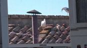 Papa Leone XIV, il cucciolo di gabbiano: un segno premonitore?