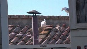 Papa Leone XIV, il cucciolo di gabbiano: un segno premonitore?