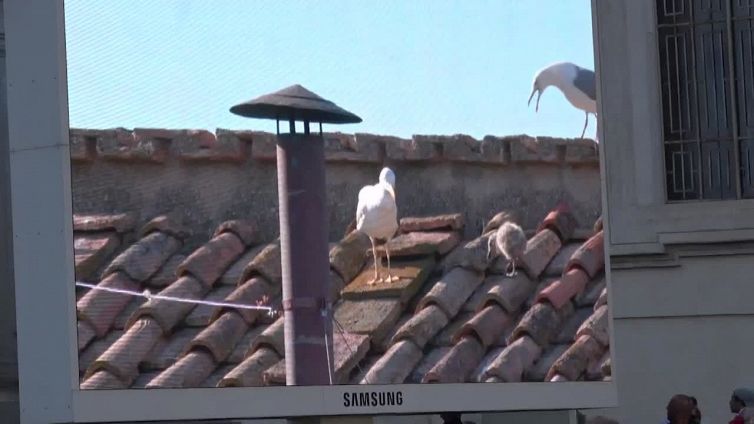 Papa Leone XIV, il cucciolo di gabbiano: un segno premonitore?