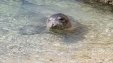 Raro avvistamento di una foca monaca in mare