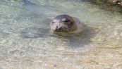 Raro avvistamento di una foca monaca in mare
