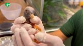 Al Bioparco di Roma per la prima volta la rara nascita di un avvoltoio Papa
