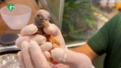 Al Bioparco di Roma per la prima volta la rara nascita di un avvoltoio Papa