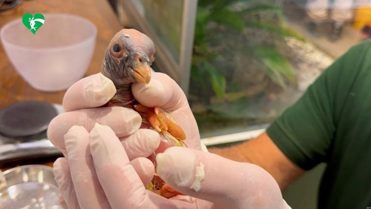 Al Bioparco di Roma per la prima volta la rara nascita di un avvoltoio Papa