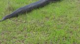 Brivido nella savana: l'avvistamento è eccezionale