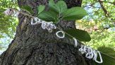 La Takahashia japonica asiatica minaccia gli alberi italiani