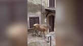 Per le strade di Villalago la passeggiata di una femmina di cervo