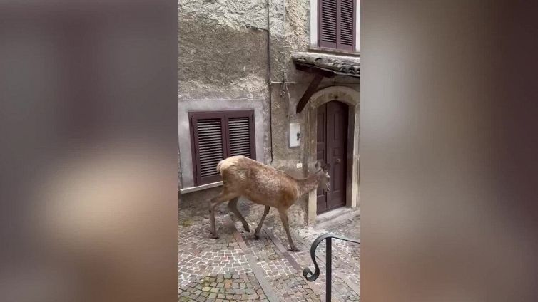 La femmina di cervo a spasso per la cittadina