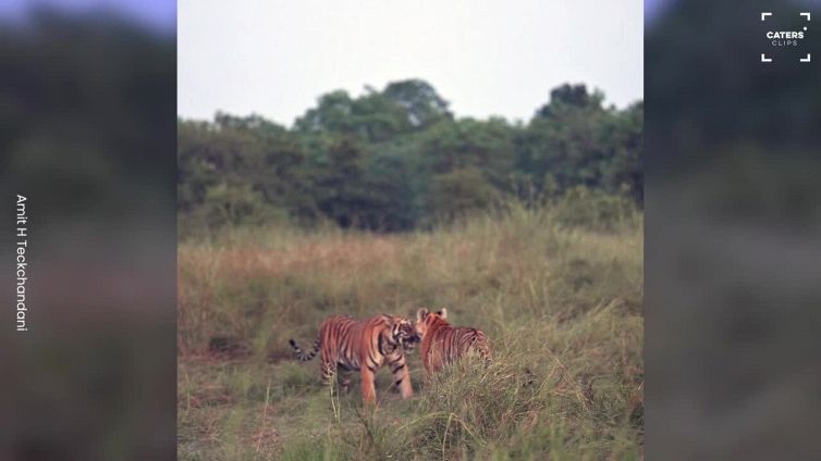 Il duello delle tigri in slow motion è uno spettacolo