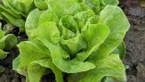 L’insalata è contaminata dalle microplastiche: dati allarmanti