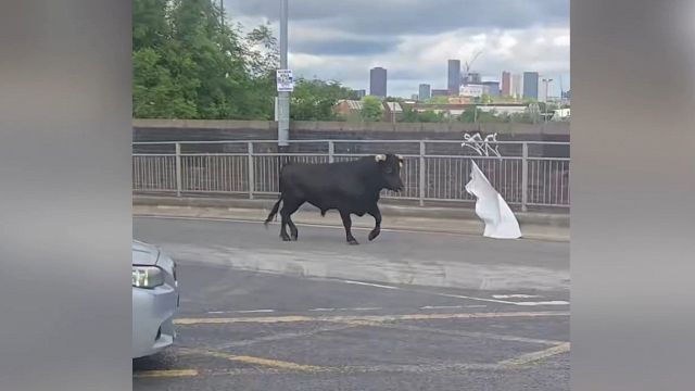 Panico in città: un toro scorrazza per le strade