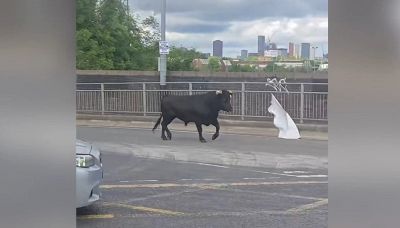Panico in città: un toro scorrazza per le strade