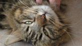 Il mistero delle fusa dei gatti è stato risolto