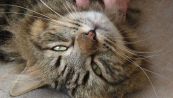 Il mistero delle fusa dei gatti è stato risolto