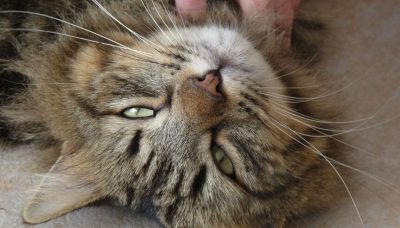 Il mistero delle fusa dei gatti è stato risolto