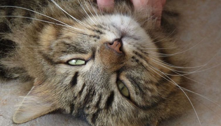 Il mistero delle fusa dei gatti è stato risolto