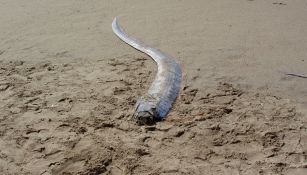Avvistato pesce remo sulla costa
