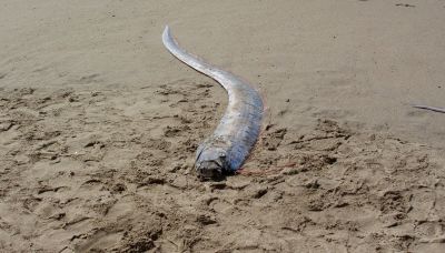 Avvistato un raro pesce remo, nuovo presagio dell'Apocalisse?