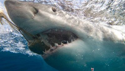 Mangi carne di squalo senza saperlo: perché può essere pericoloso