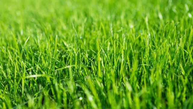Il prato verde non è sostenibile