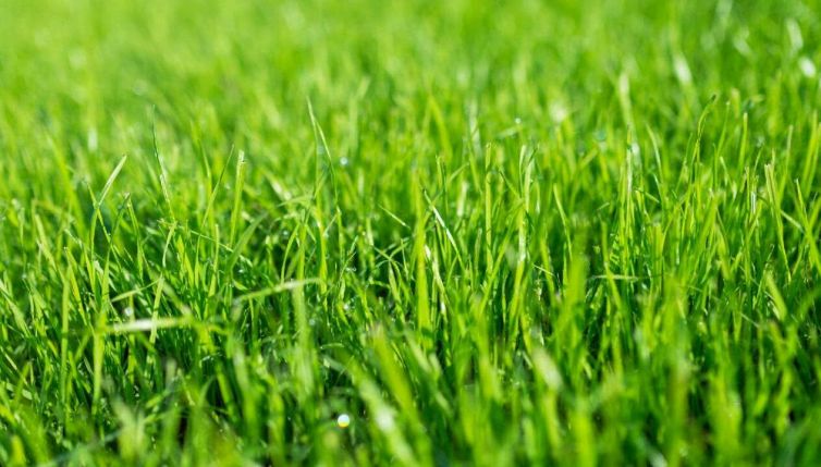 Il prato verde in casa non è sostenibile: è meglio non averlo