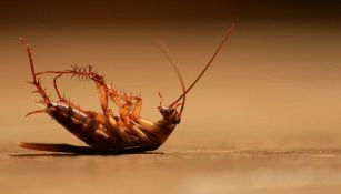 Allarme blatte: cosa fare