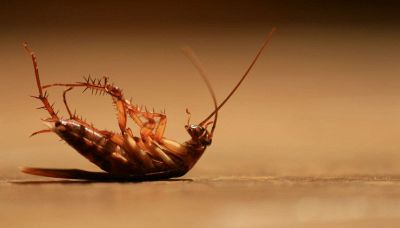Blatte rosse, i rimedi naturali per eliminarle