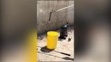 Paura in un asilo nido di Roma: spunta una vipera. Il video