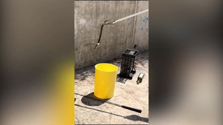 Paura in un asilo nido di Roma: spunta una vipera. Il video