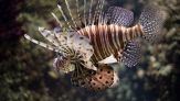 Pesci alieni nei mari italiani: allarme specie invasive