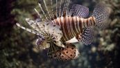 Pesci alieni nei mari italiani: allarme specie invasive