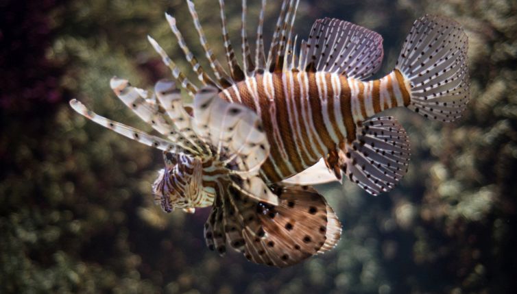 Pesci alieni nei mari italiani: allarme specie invasive