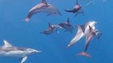 Avvistati 70 delfini con cuccioli nel Golfo dell'Asinara