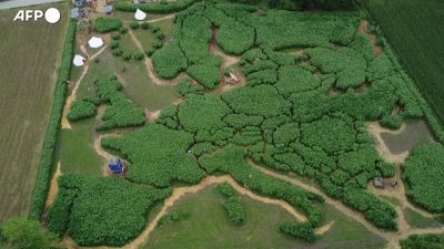 Germania, un gigantesco labirinto vegetale diventa la mappa dell'Europa