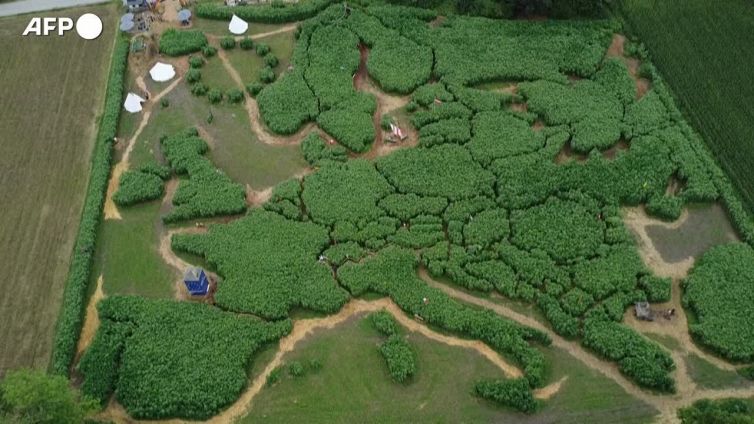 Germania, un gigantesco labirinto vegetale diventa la mappa dell'Europa