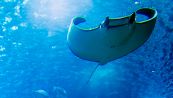 Manta vicino alla battigia: è un animale pericoloso?