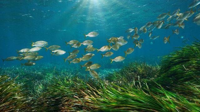 Allarme Mediterraneo: è bollente