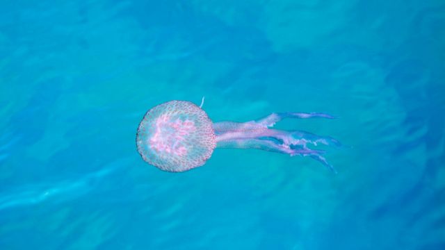 Invasione di meduse: ecco dove