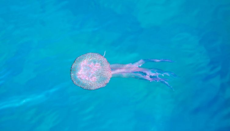 Puglia presa d’assalto dalle meduse: dove e perché