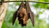 Non fare come Ozzy Osbourne: come comportarsi quando un pipistrello entra in casa