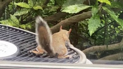 Troppo caldo? La soluzione dello scoiattolo è geniale