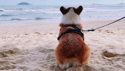 Si può portare il cane in spiaggia? Regole e divieti in Italia