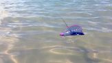 Invasione di caravelle portoghesi: specie aliena pericolosa?