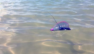 Invasione di caravelle portoghesi: specie aliena pericolosa?